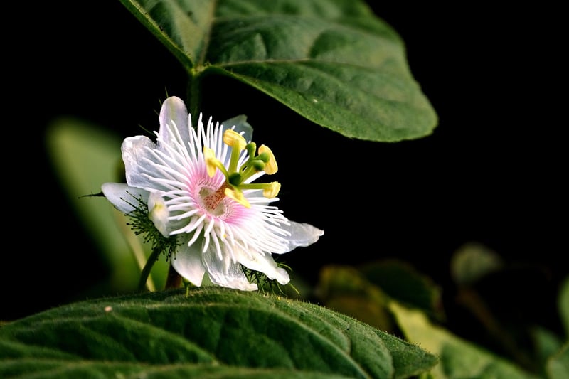 Passion Fruit